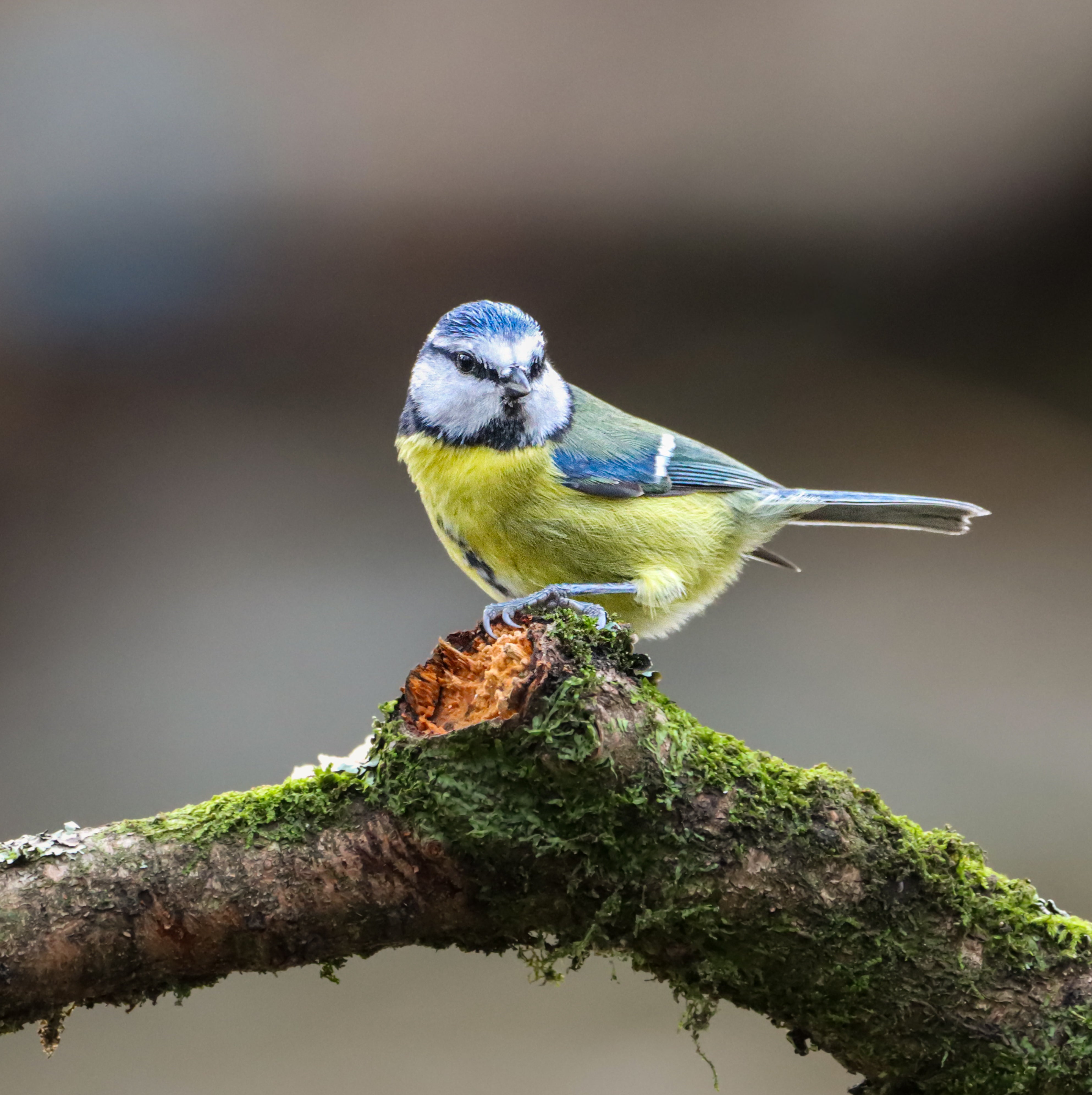 Supports Garden Biodiversity