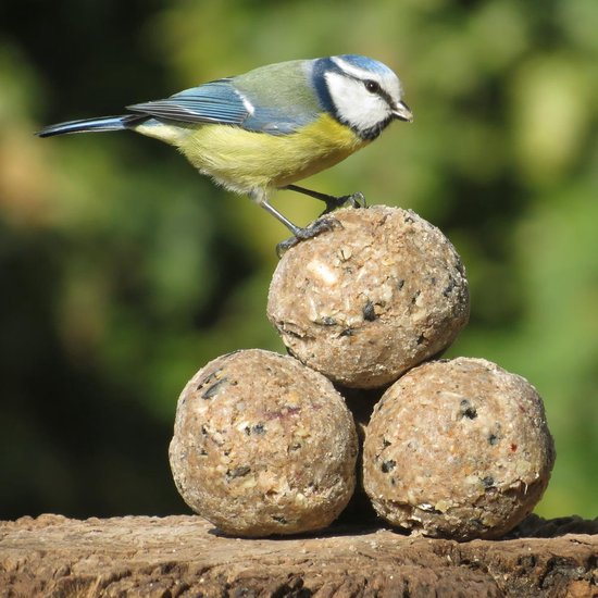 Mealworms and Sunflower Seeds Attract Garden Birds