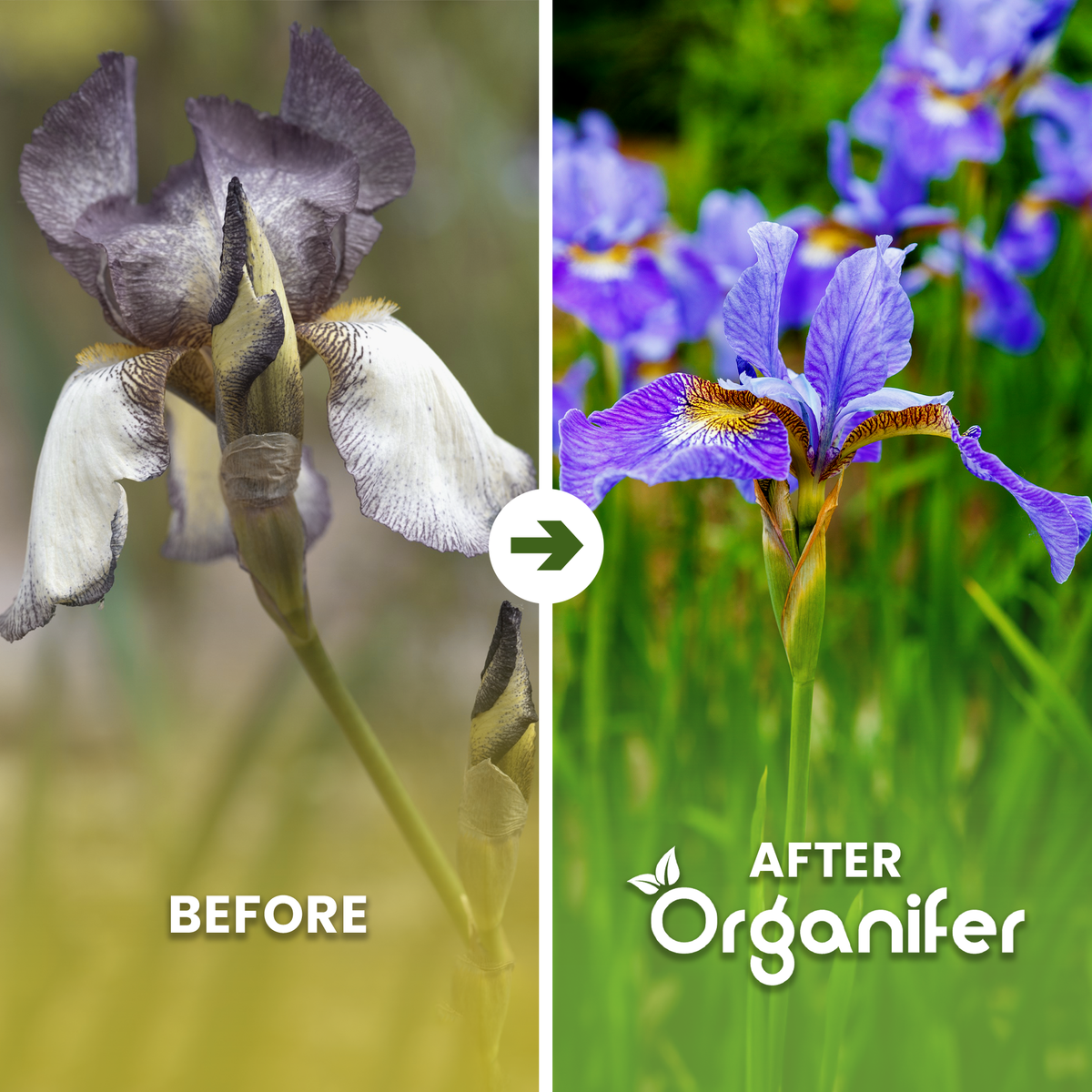 Organifer Iris Liquid Fertiliser before and after