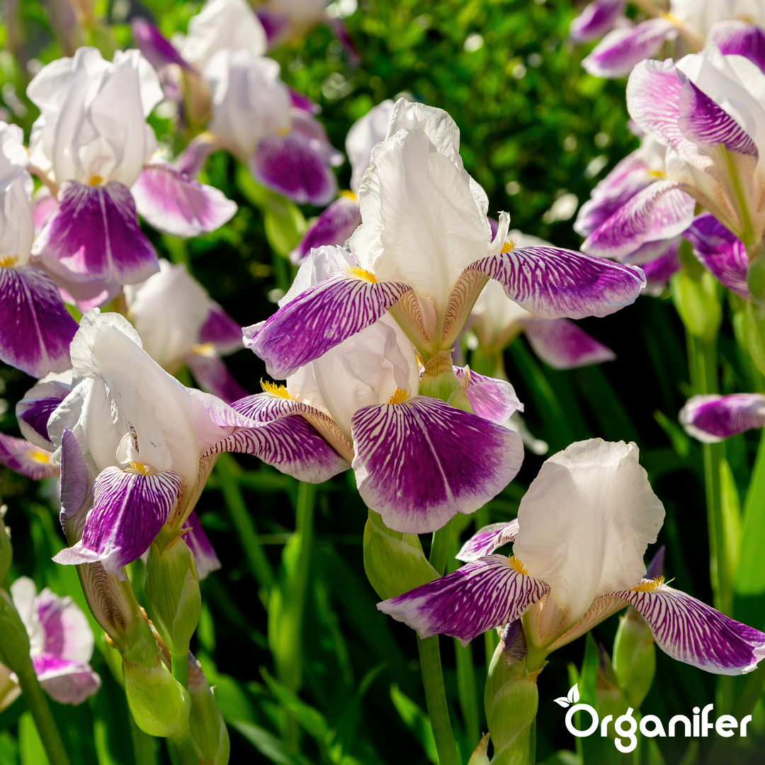 Organifer