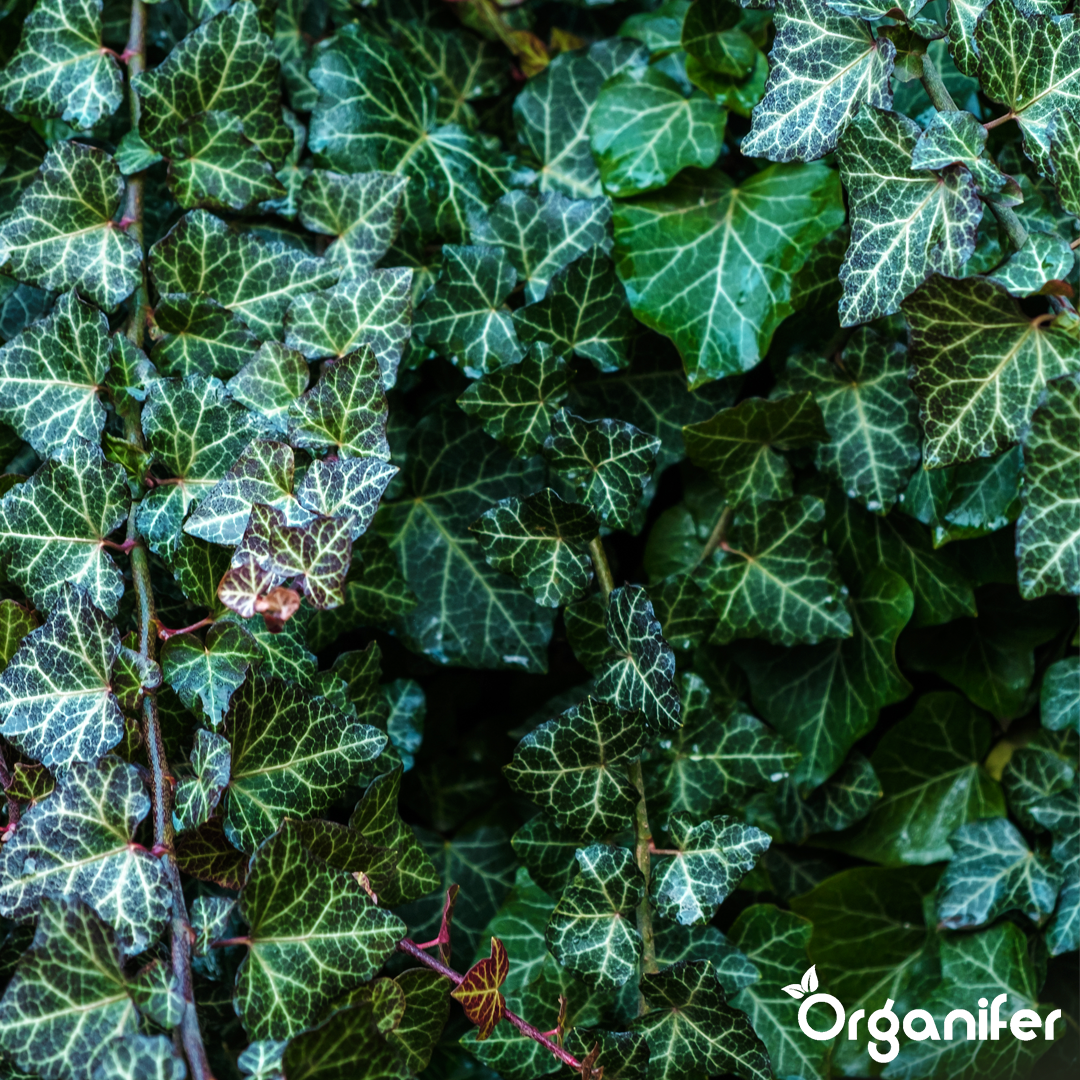 Organifer