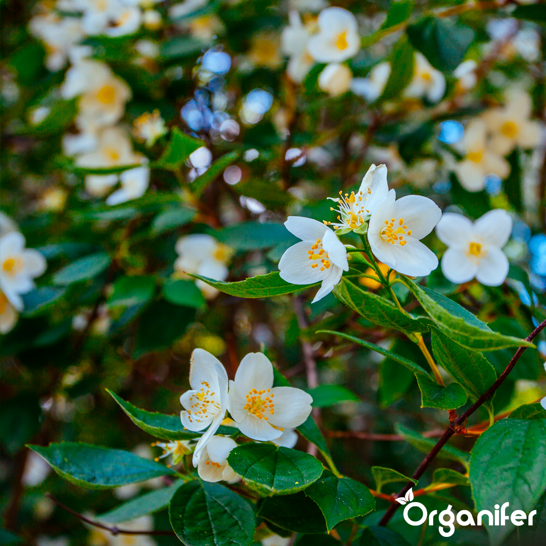 Organifer