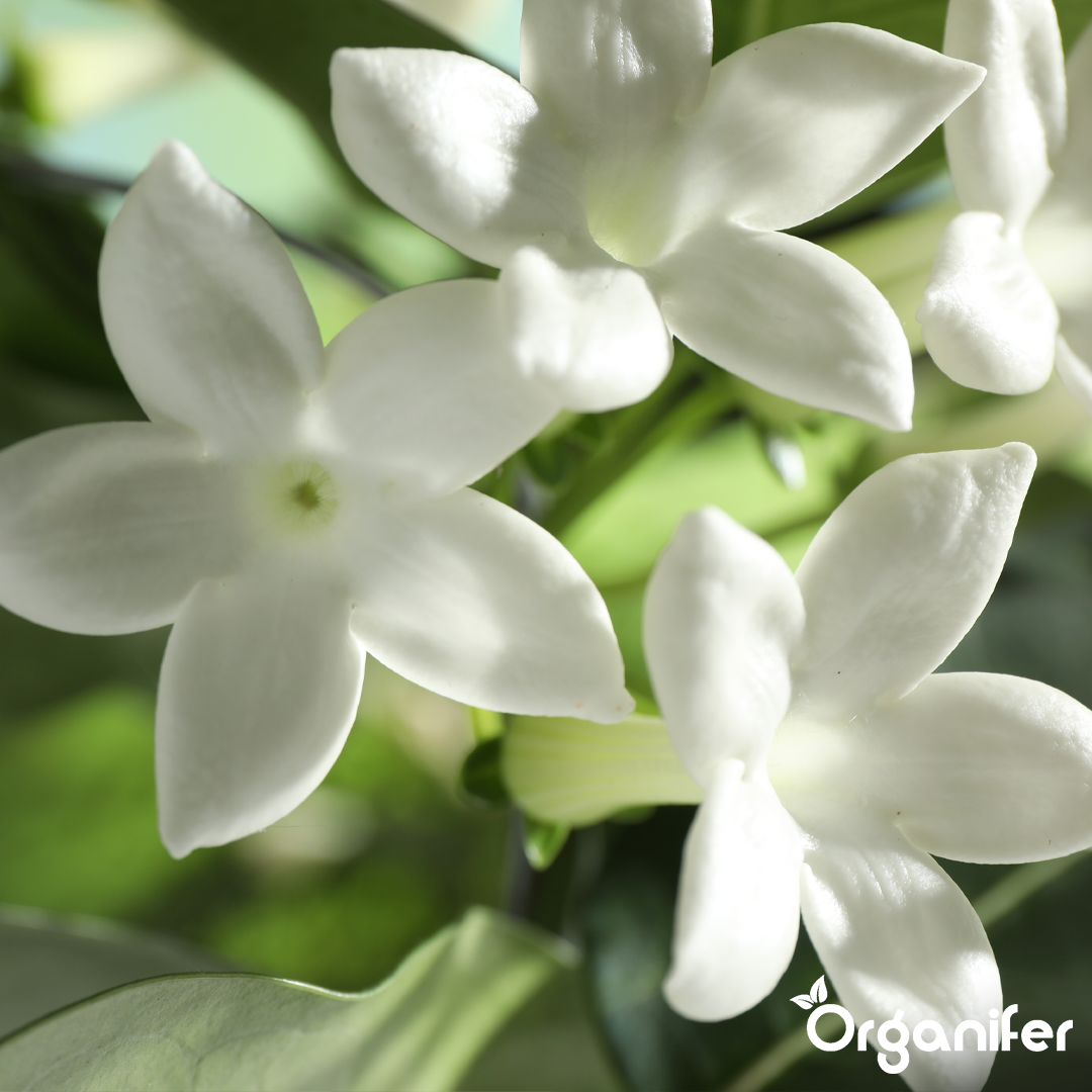 Organifer