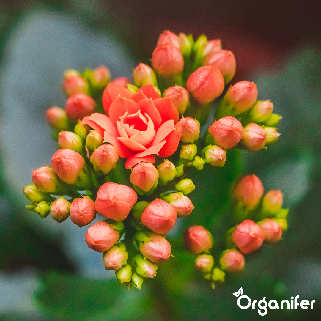 Organifer