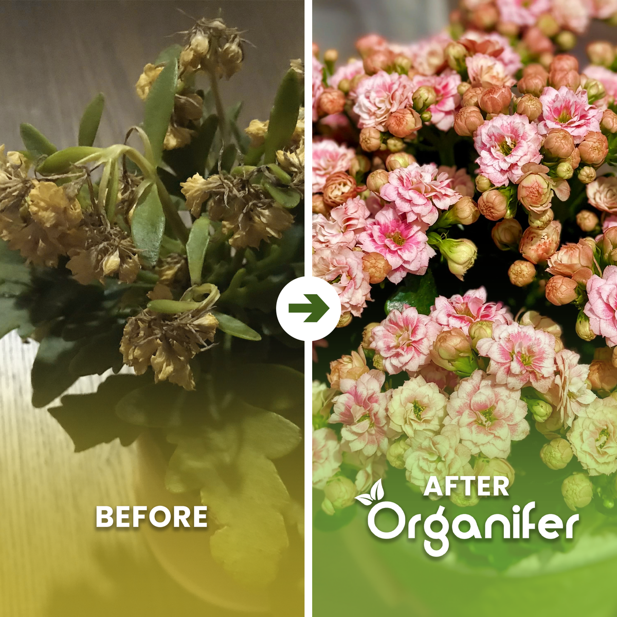 organifer -Kalanchoe_ba