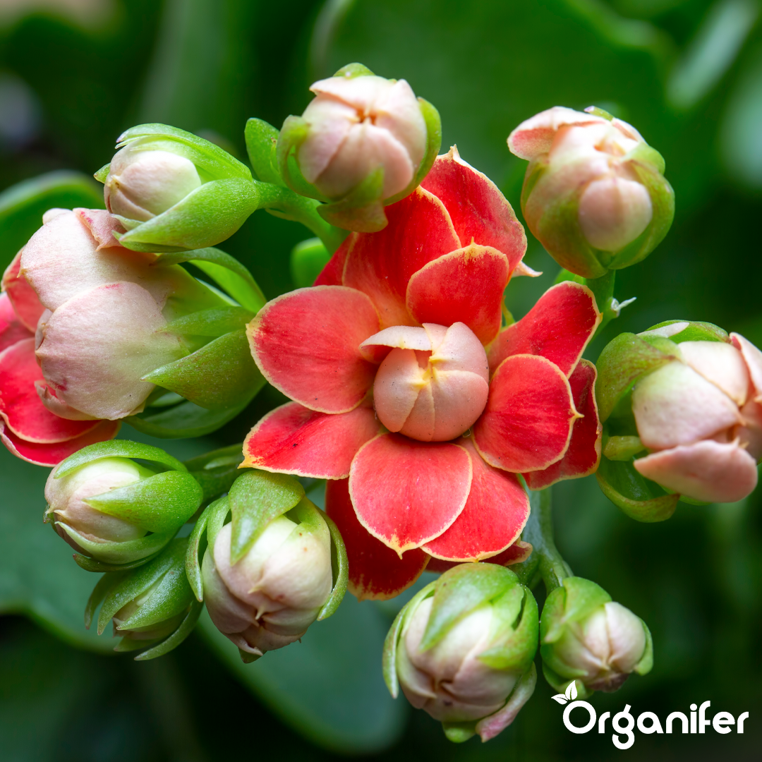 Abundant, Long-Lasting Blooms