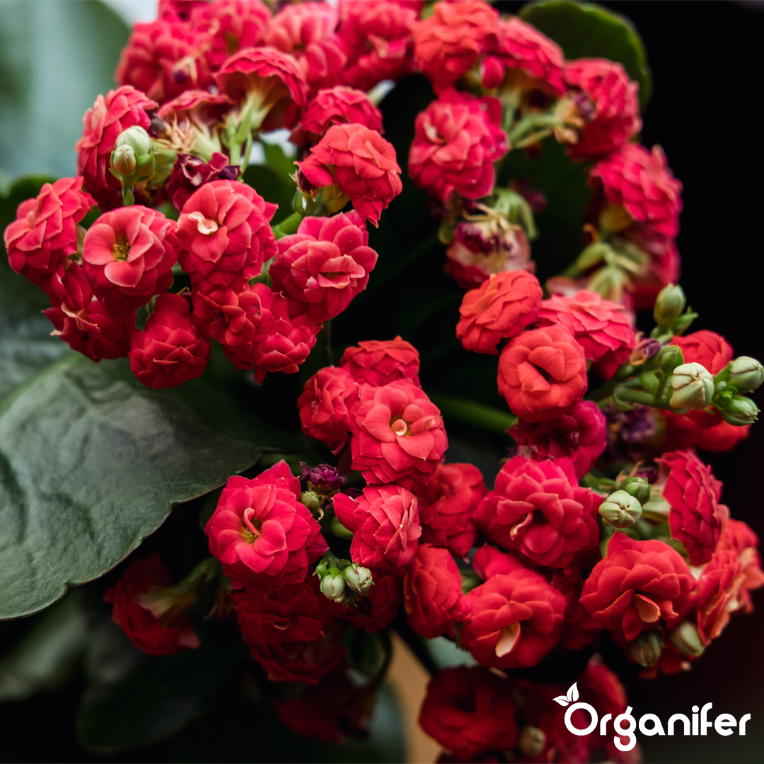 Organifer