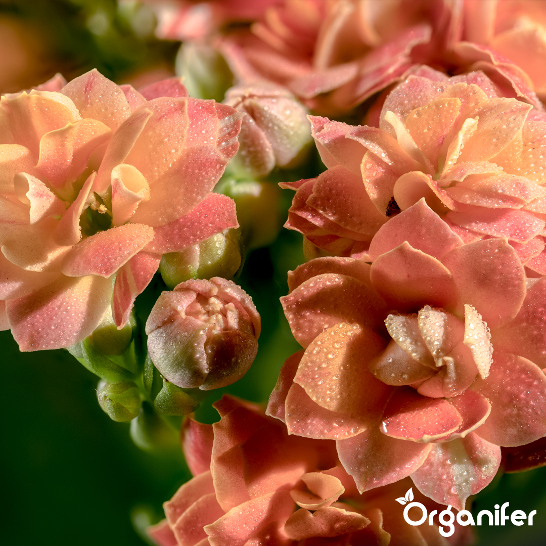 Organifer
