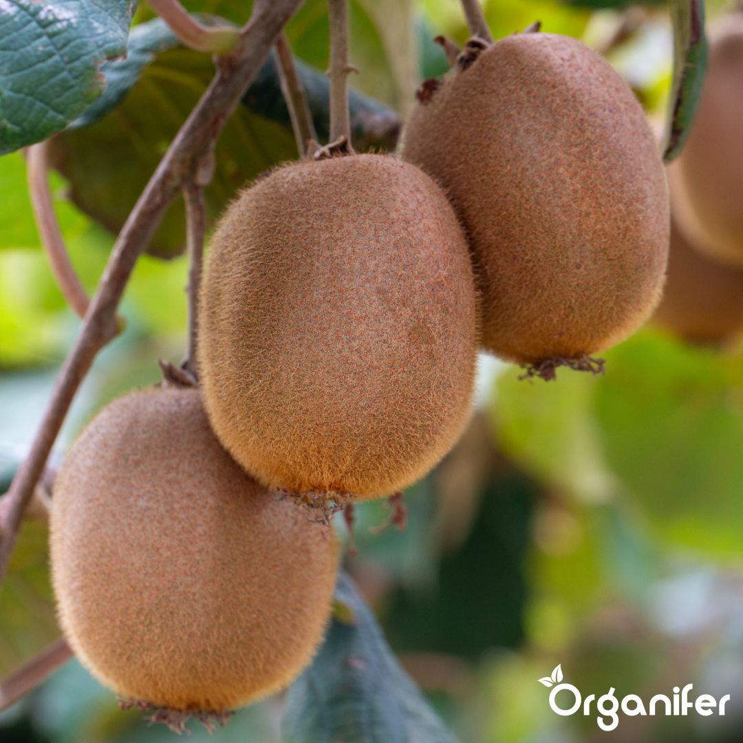 Croissance vigoureuse de la vigne et production de fruits puissante