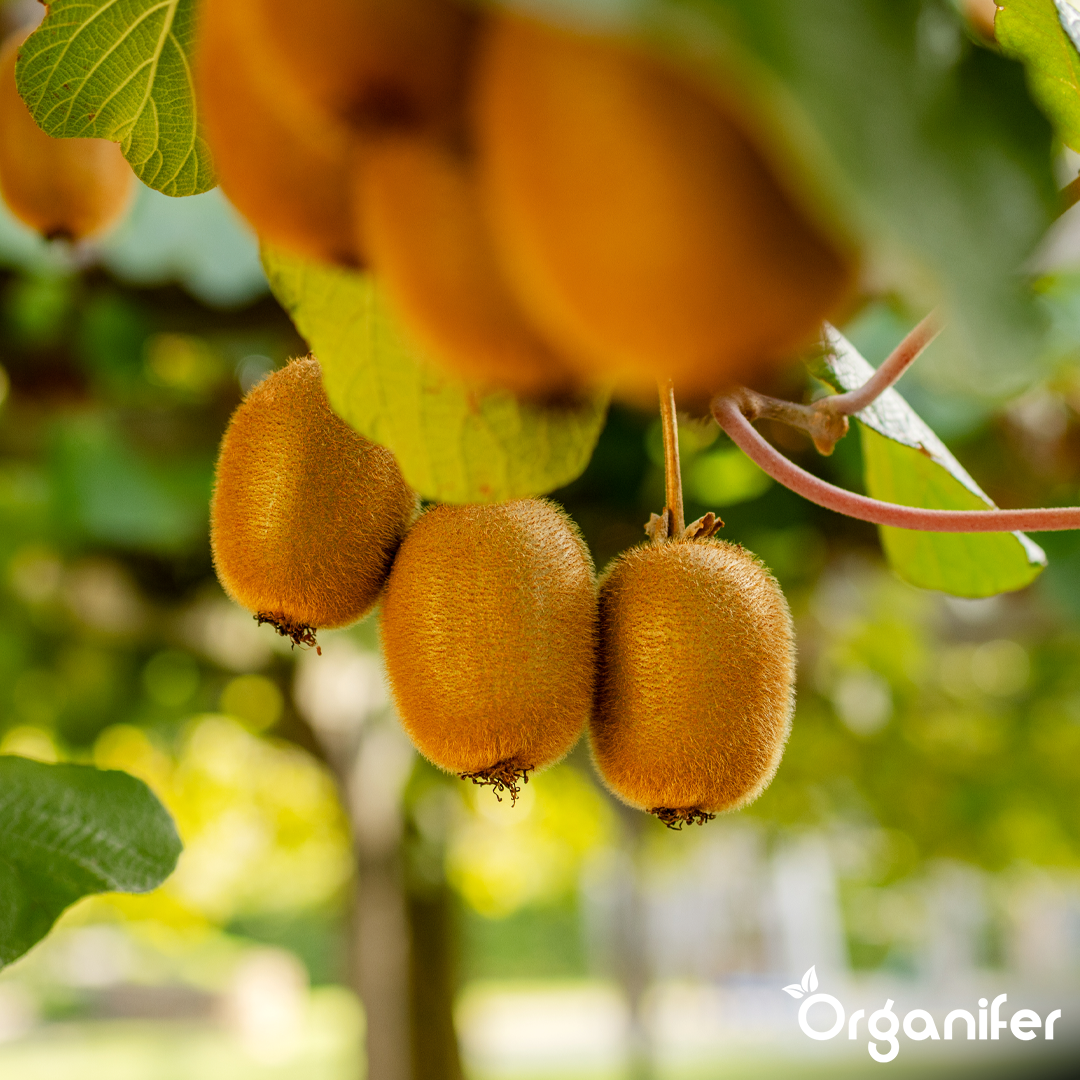 Organifer