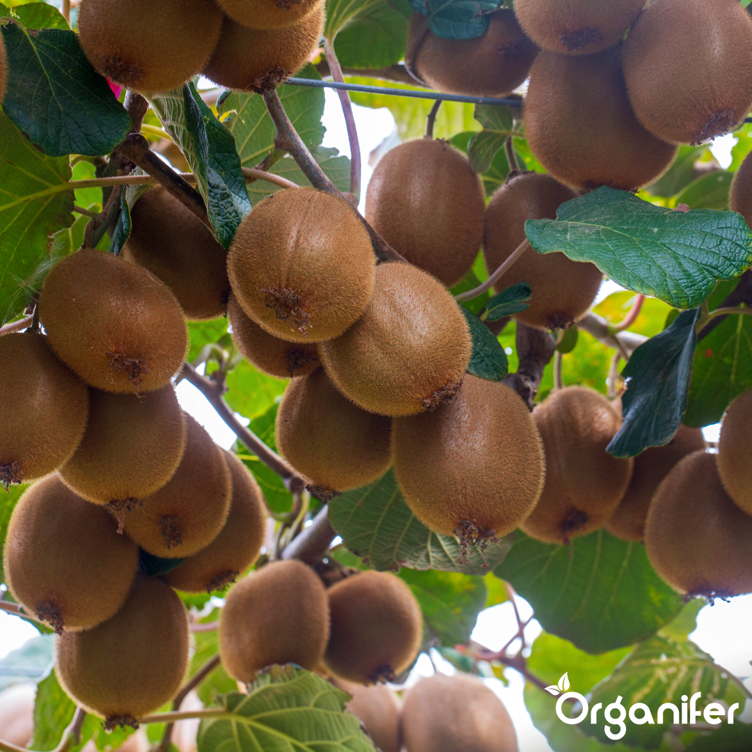 Starke Wurzeln und effiziente Nährstoffaufnahme