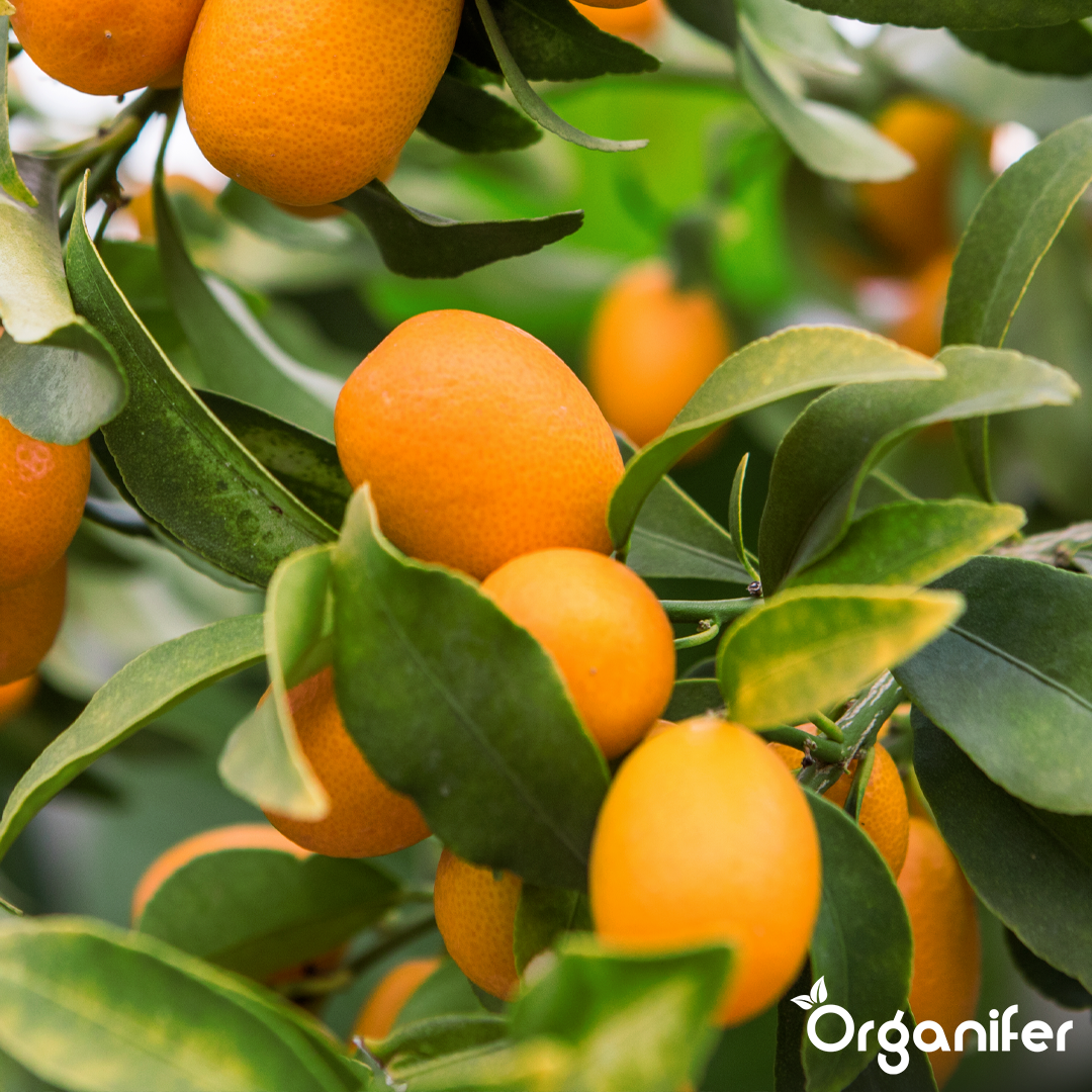 Organifer