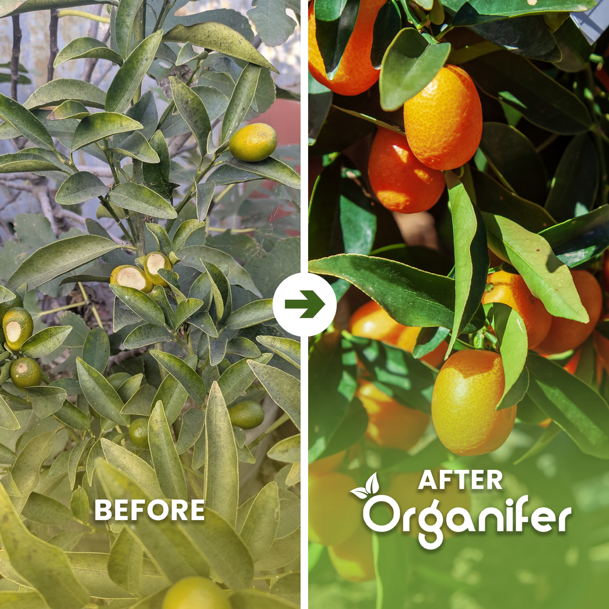 kumquat_ba_english