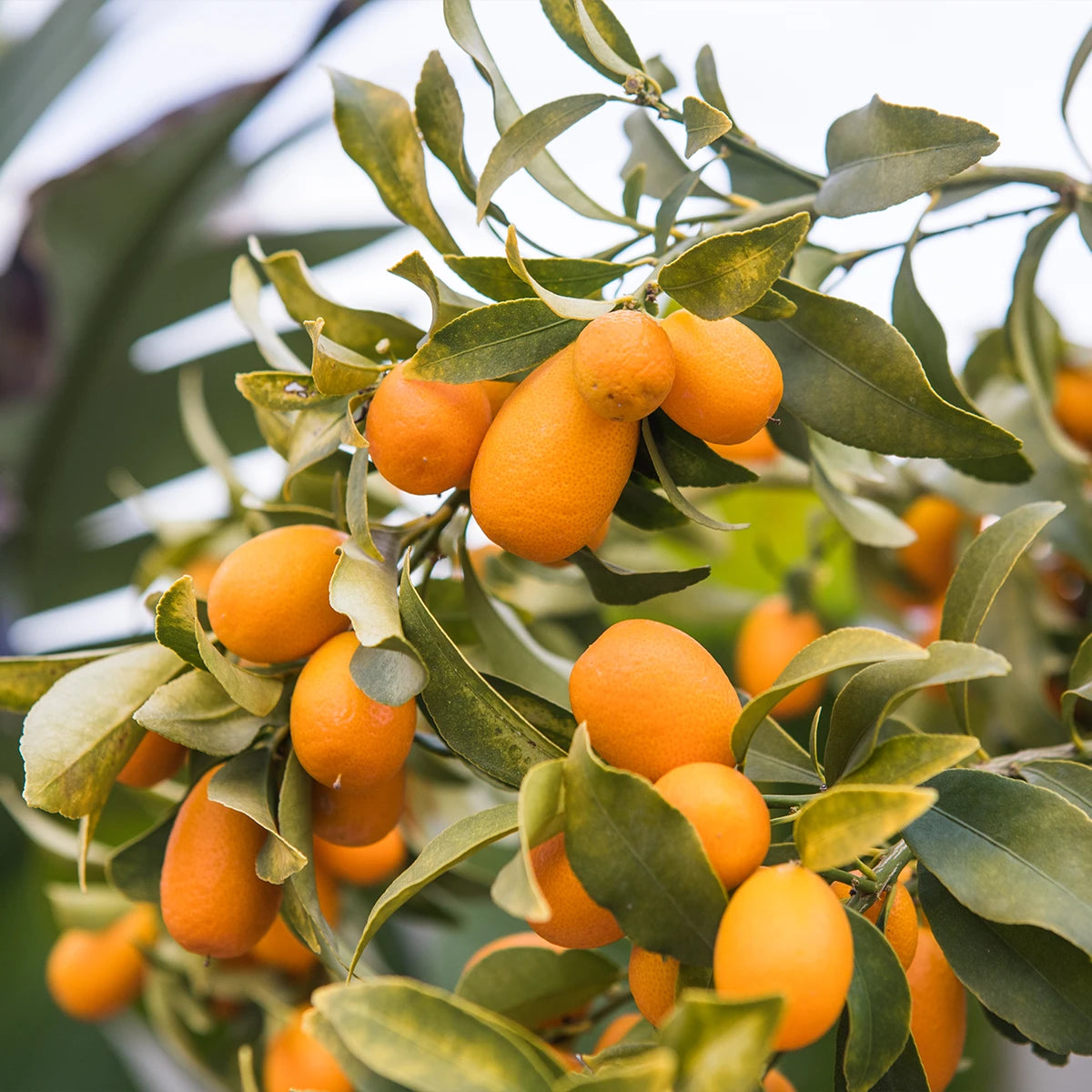 Improved Fruit Sweetness and Colour