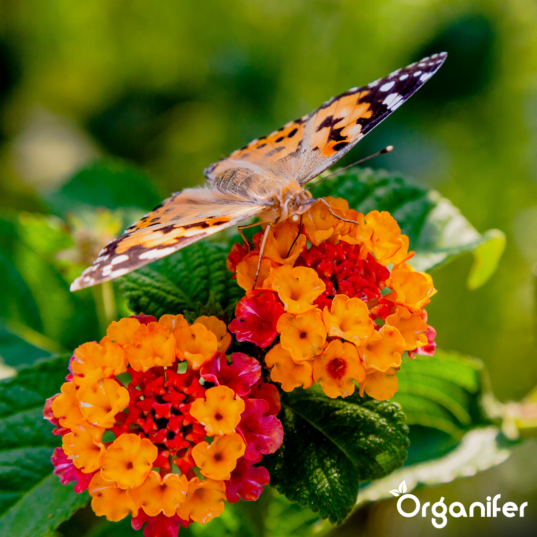 Organifer