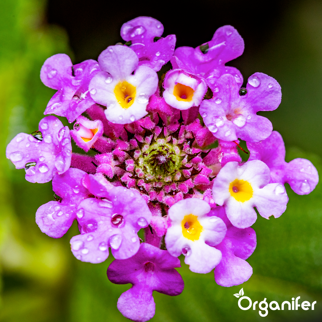 Organifer