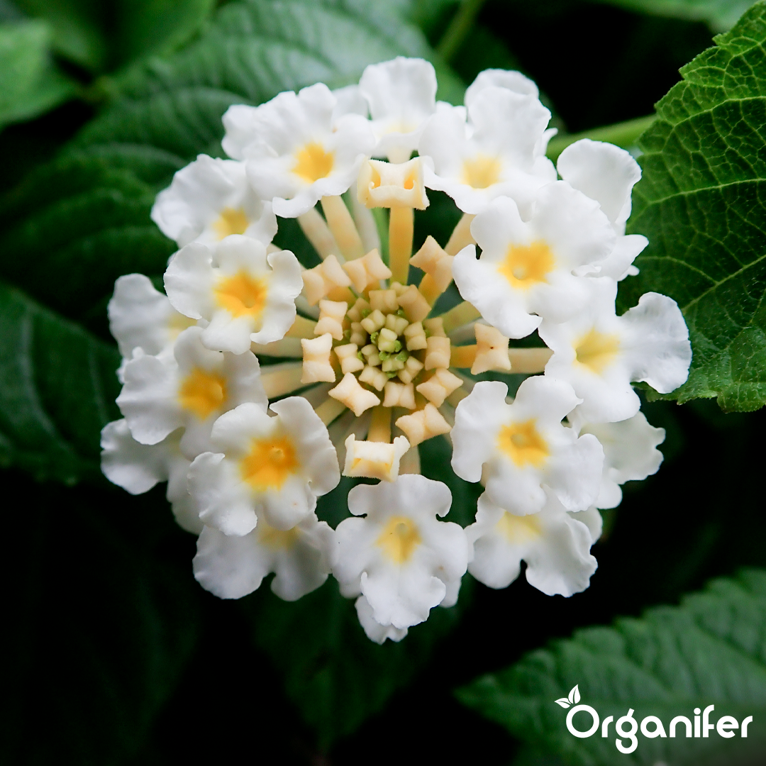 Organifer