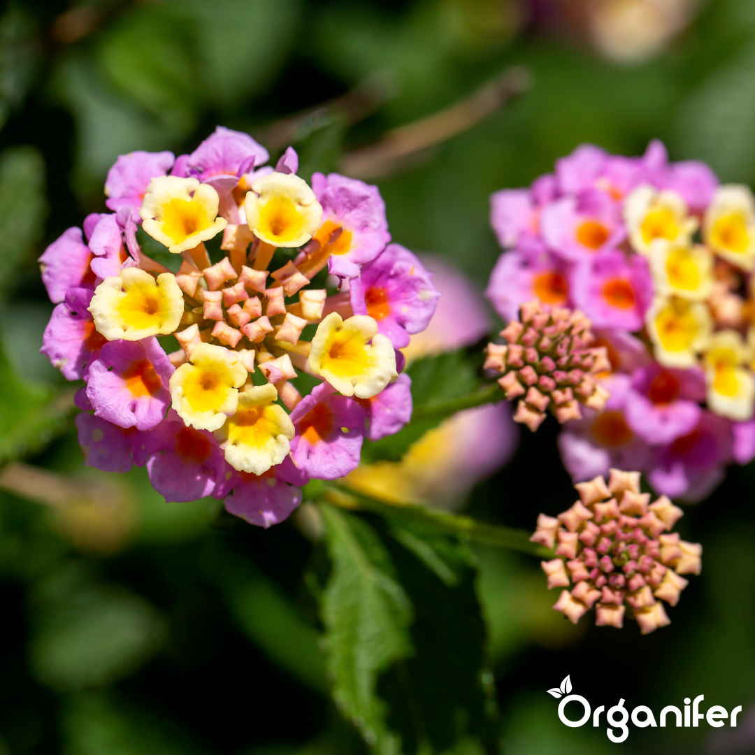 Organifer