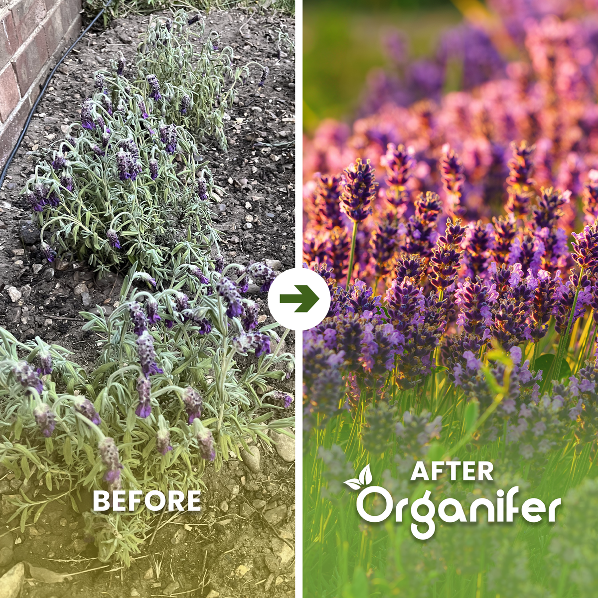 organifer-lavender-liquid-fertiliser-before-after
