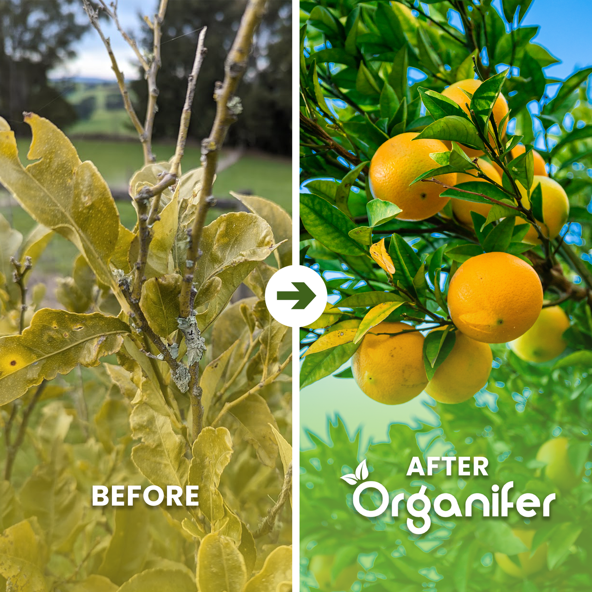 lemon_tree_ba_english