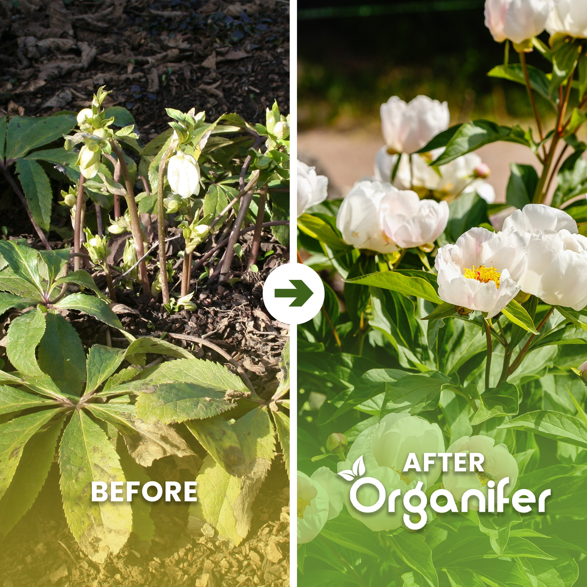 organifer-lenten-rose-liquid-fertiliser
