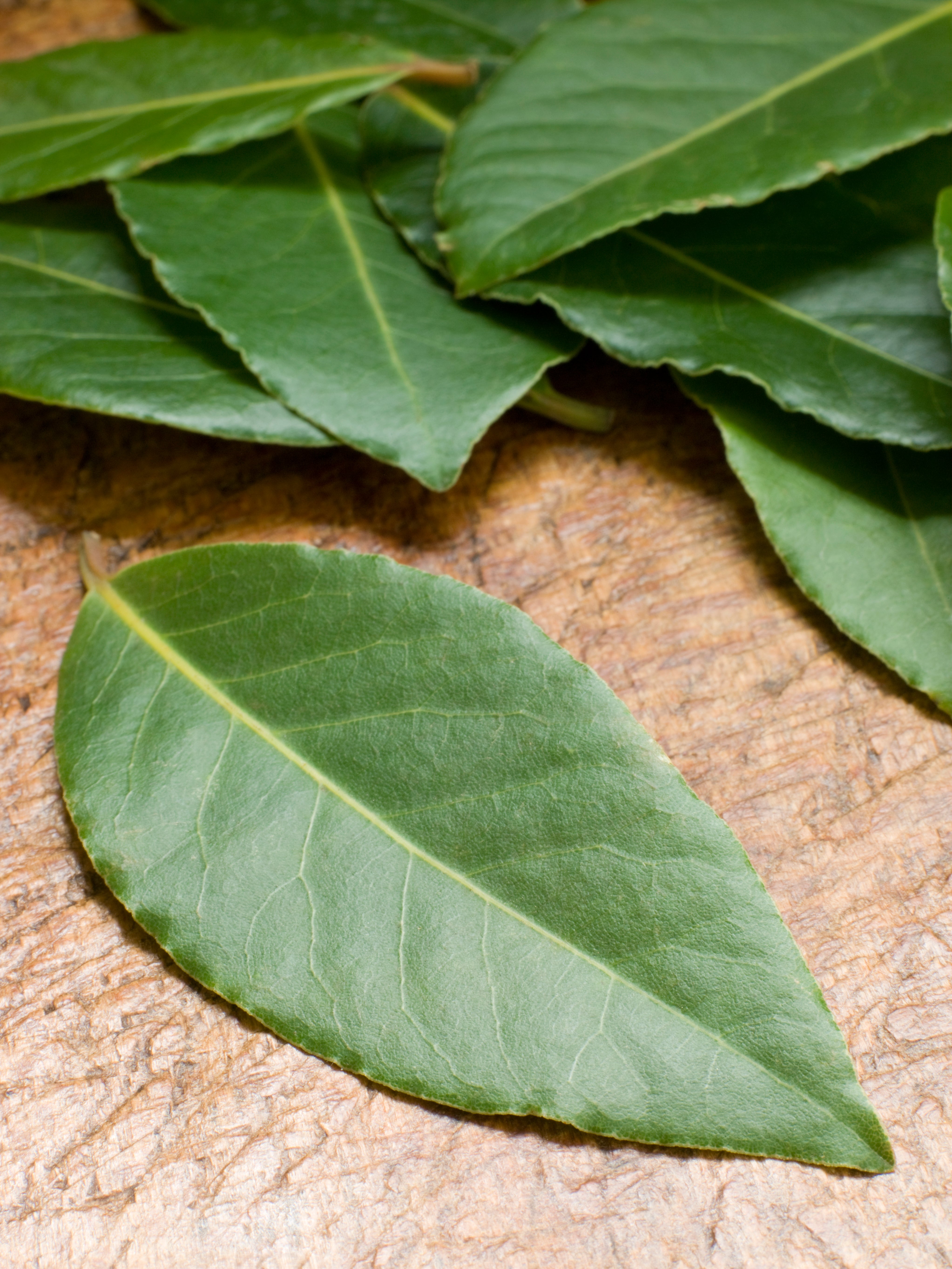 Aromatic Bay Leaf Production and Healthy Foliage