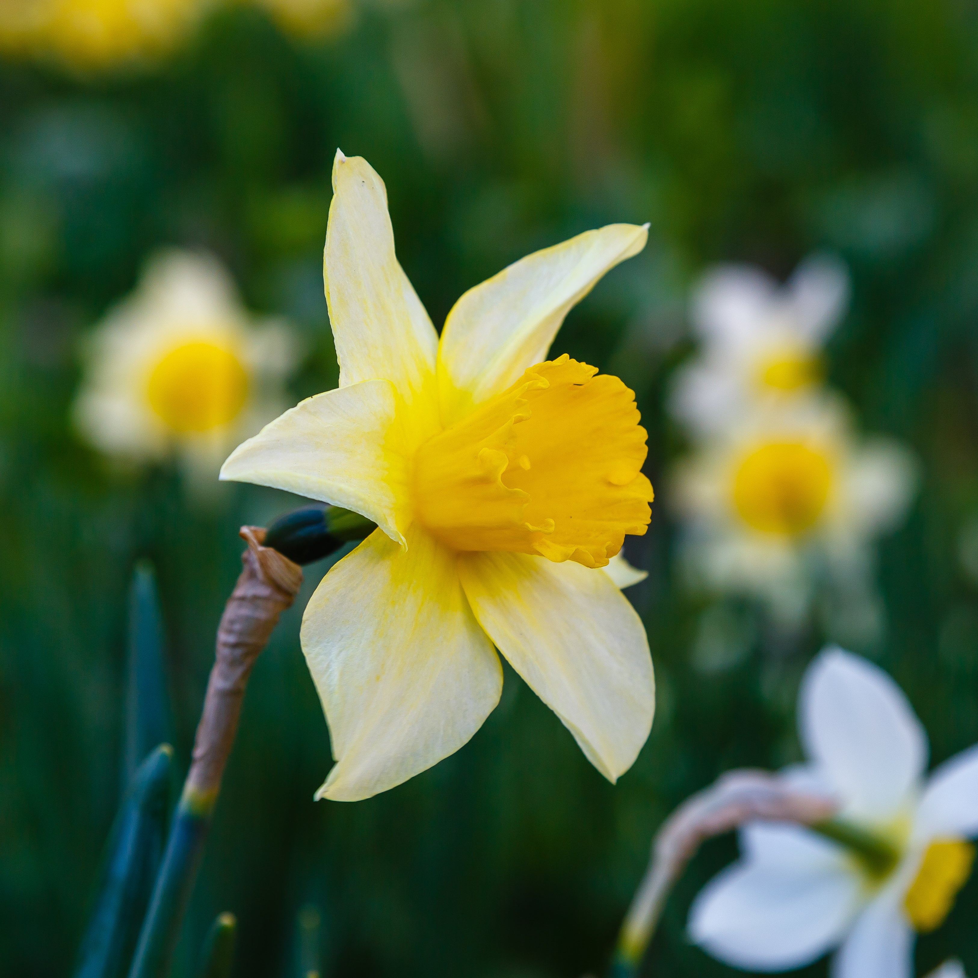 Improved Flower Size, Colour, and Longevity
