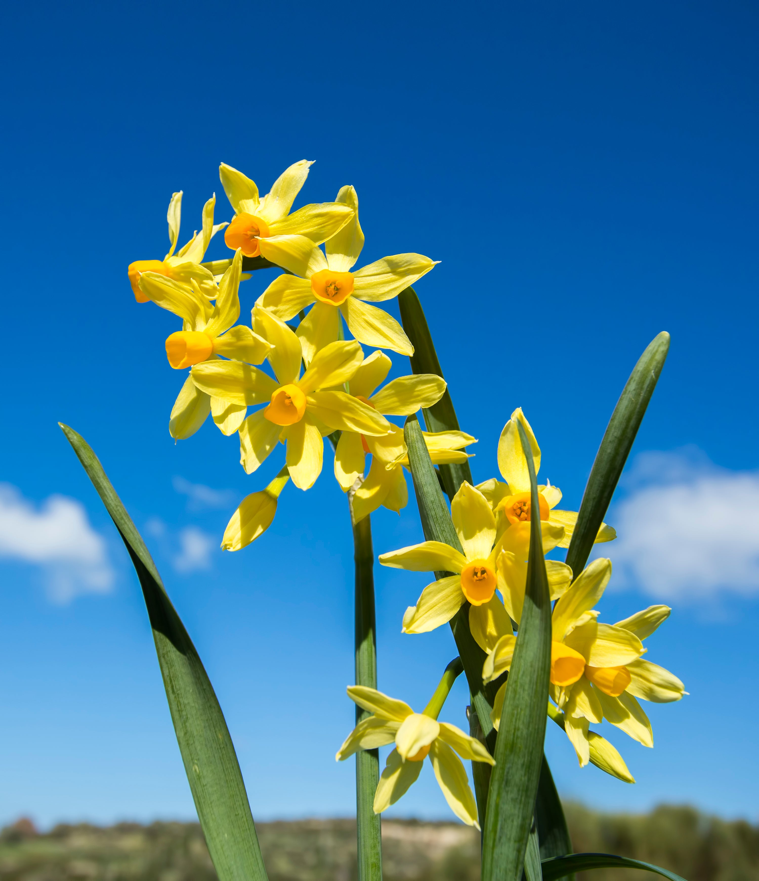 Strong Early Growth and Healthy Shoot Emergence