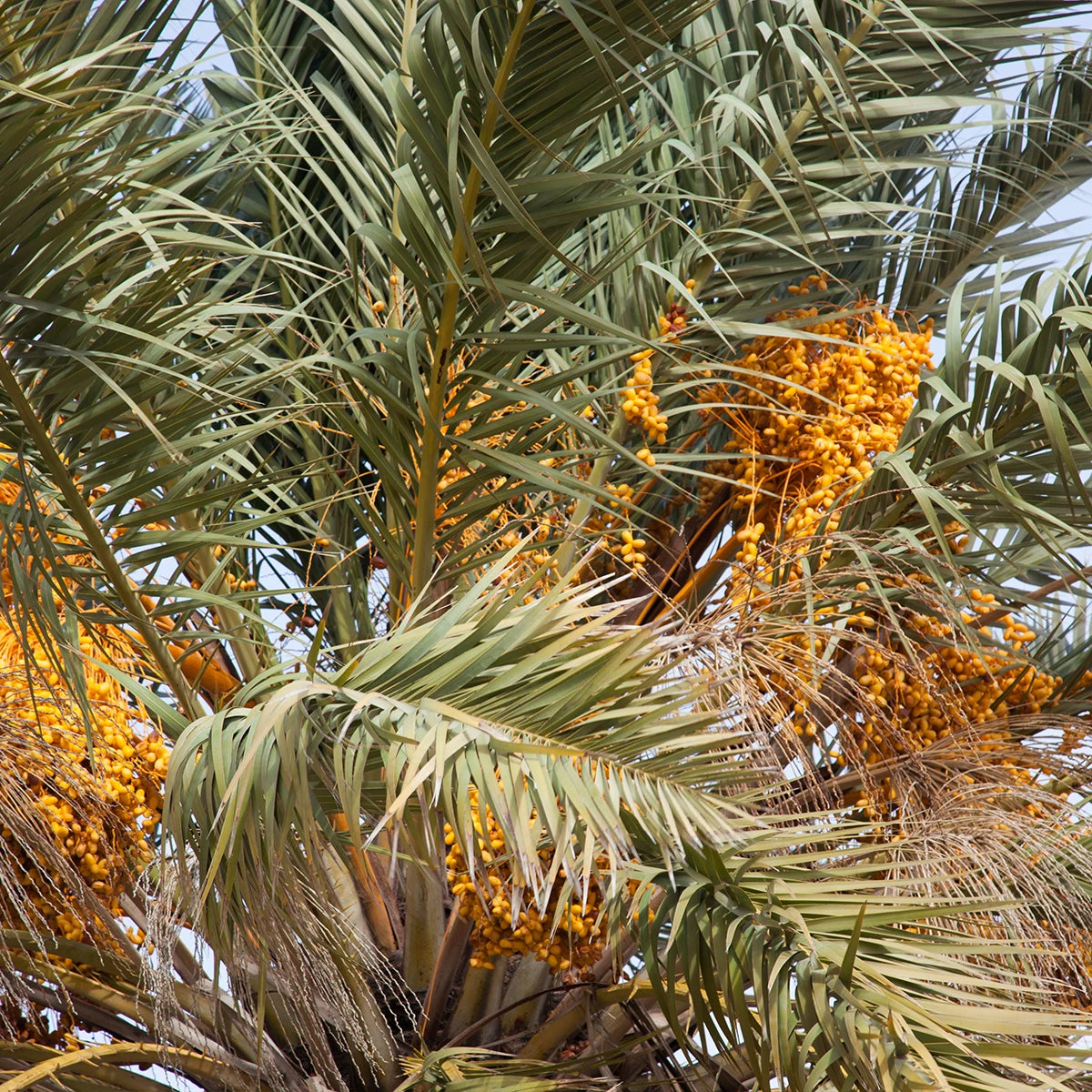 Deep Root Development for Desert Resilience