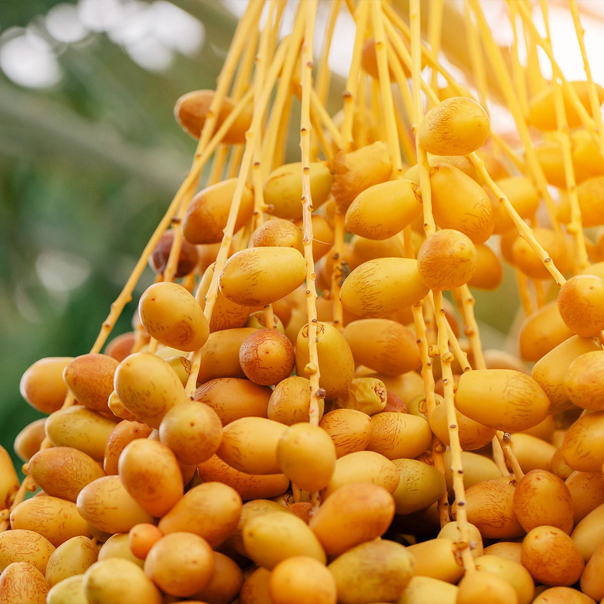 Improved Flowering and High-Quality Date Production