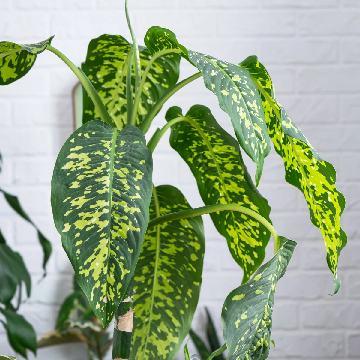Strong Foliage Development and Variegation