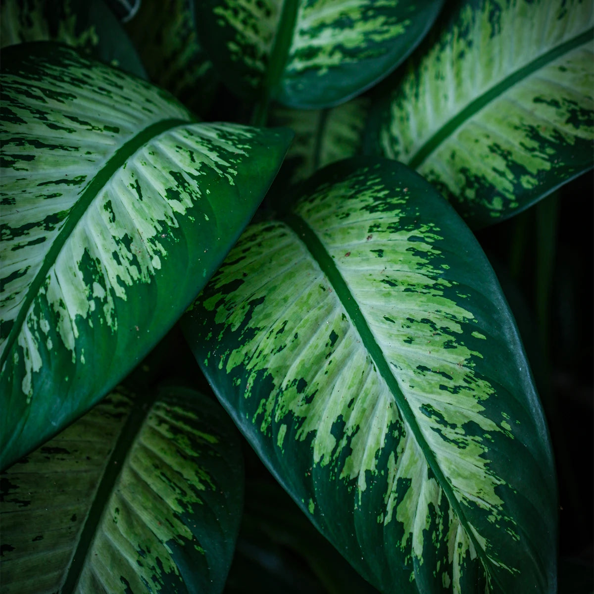 Strengthened Root and Stem Structure