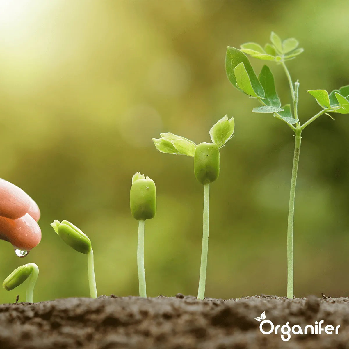 Organifer Liquid Fertiliser for the Growth Phase - Amino Power 500 ml concentrate - for 250 l 8719958998421 2