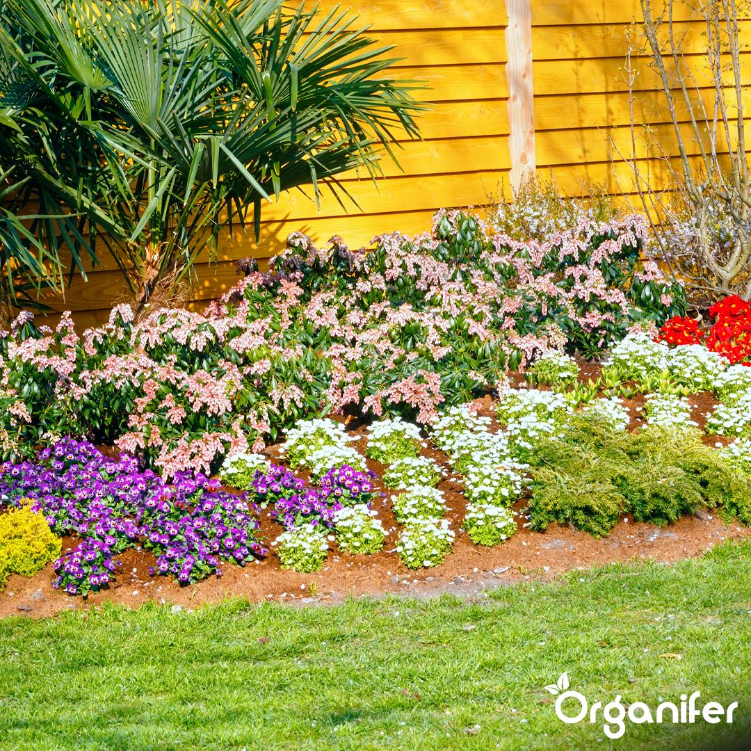 Vibrant Blooms and Seasonal Colour