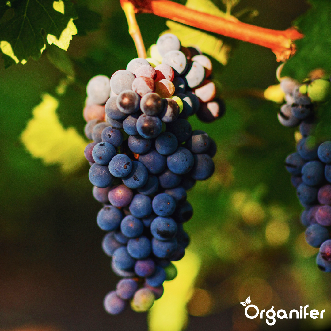 Strong Vine Growth and Structure