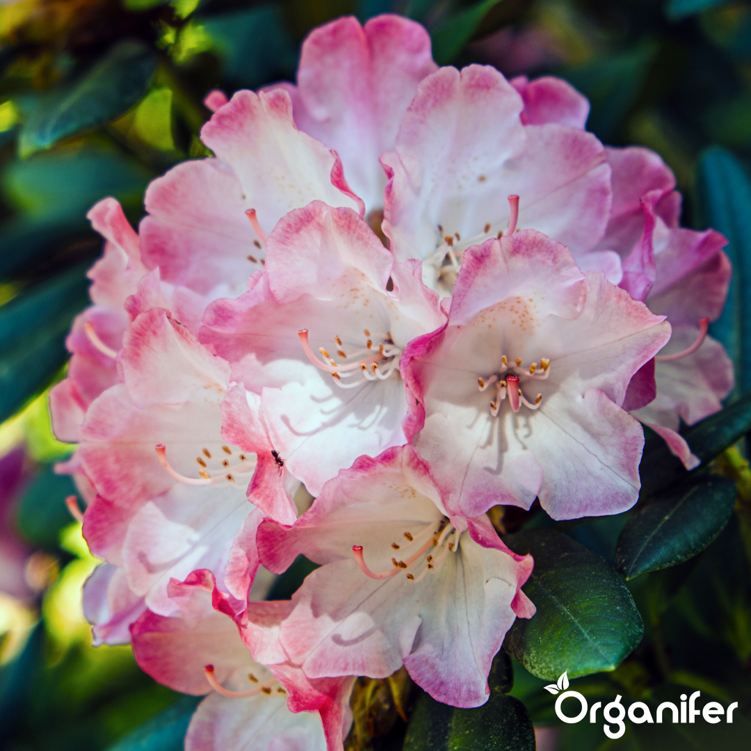Organifer