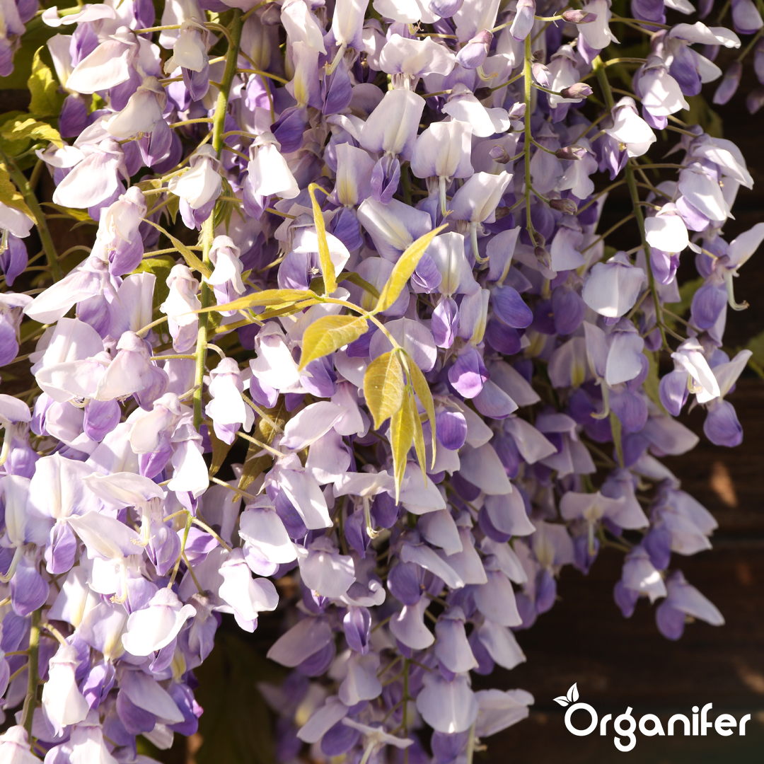 Organifer