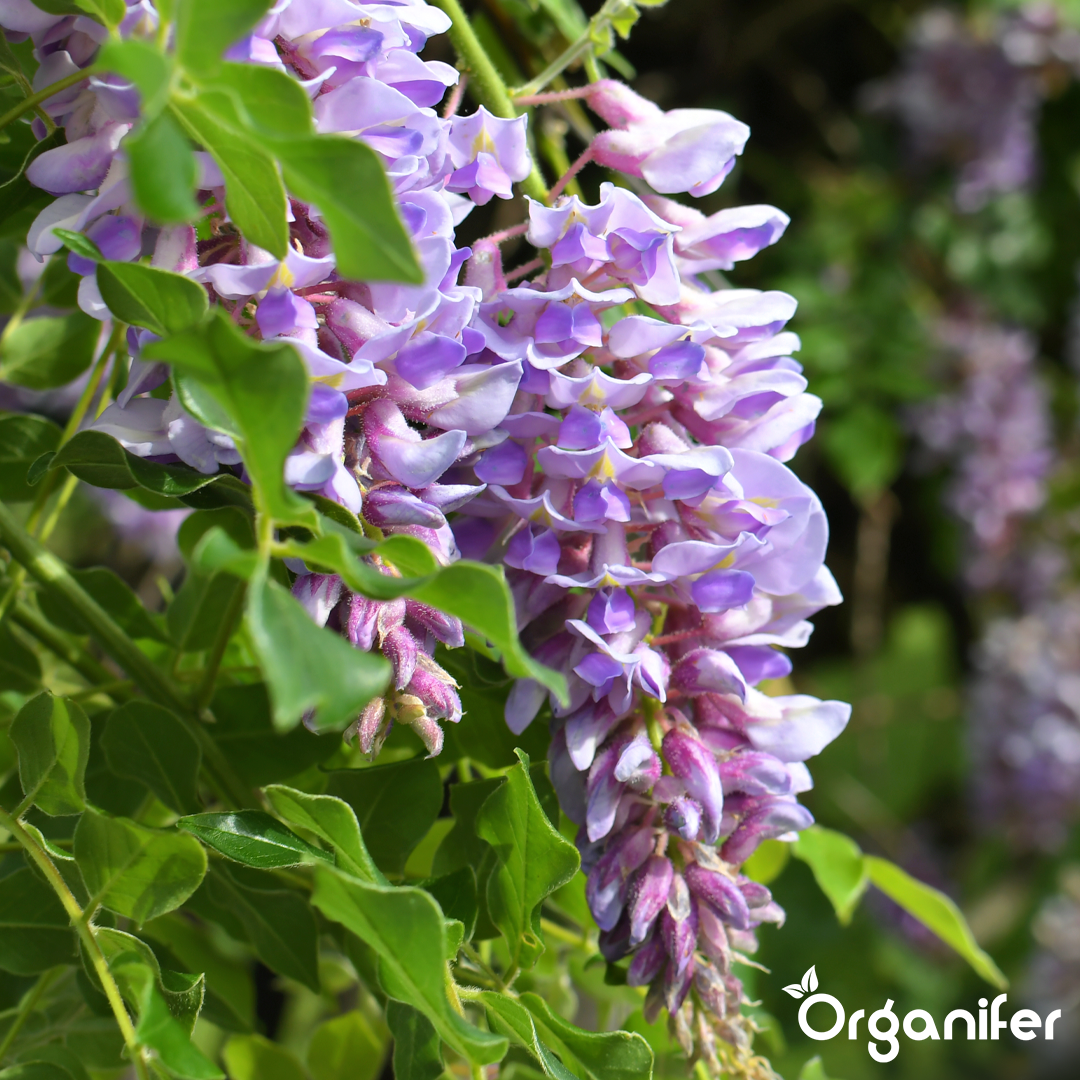 Organifer