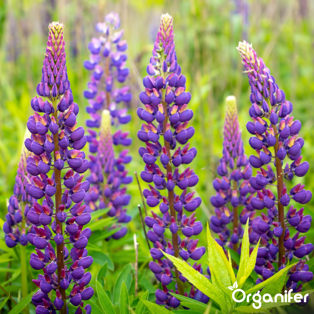 Organifer