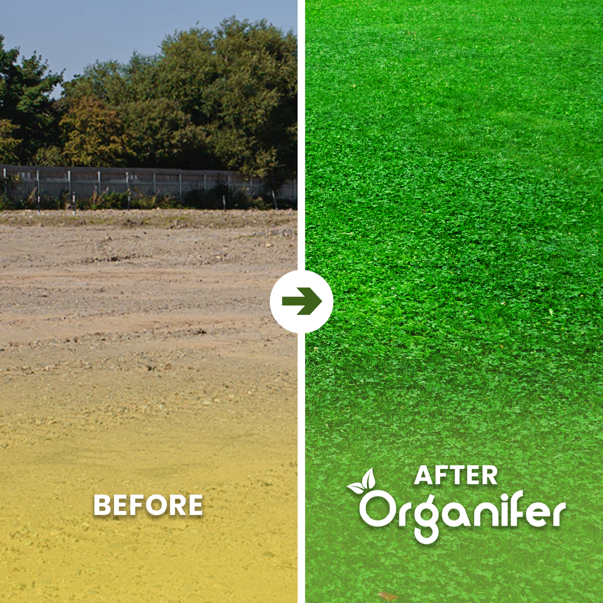 organifer-microclover-lawn-200gr-before-after
