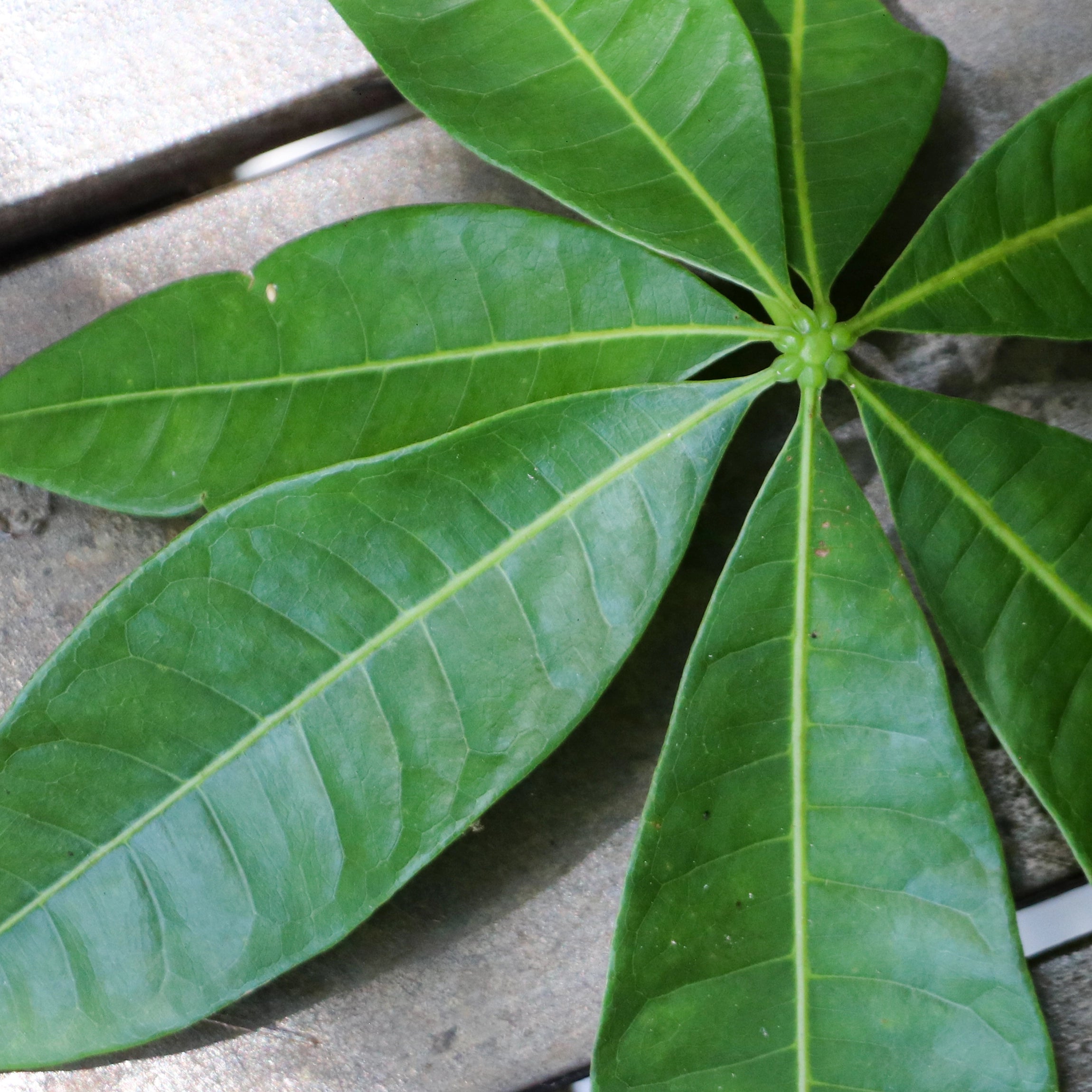 Enhances Glossy Leaf Colour and Density