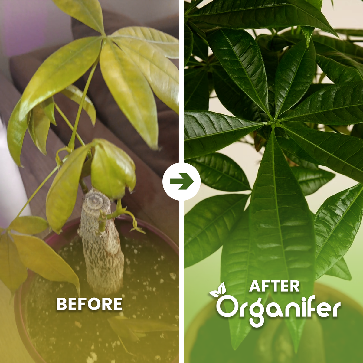 organifer-money-tree-liquid-fertiliser-before-after