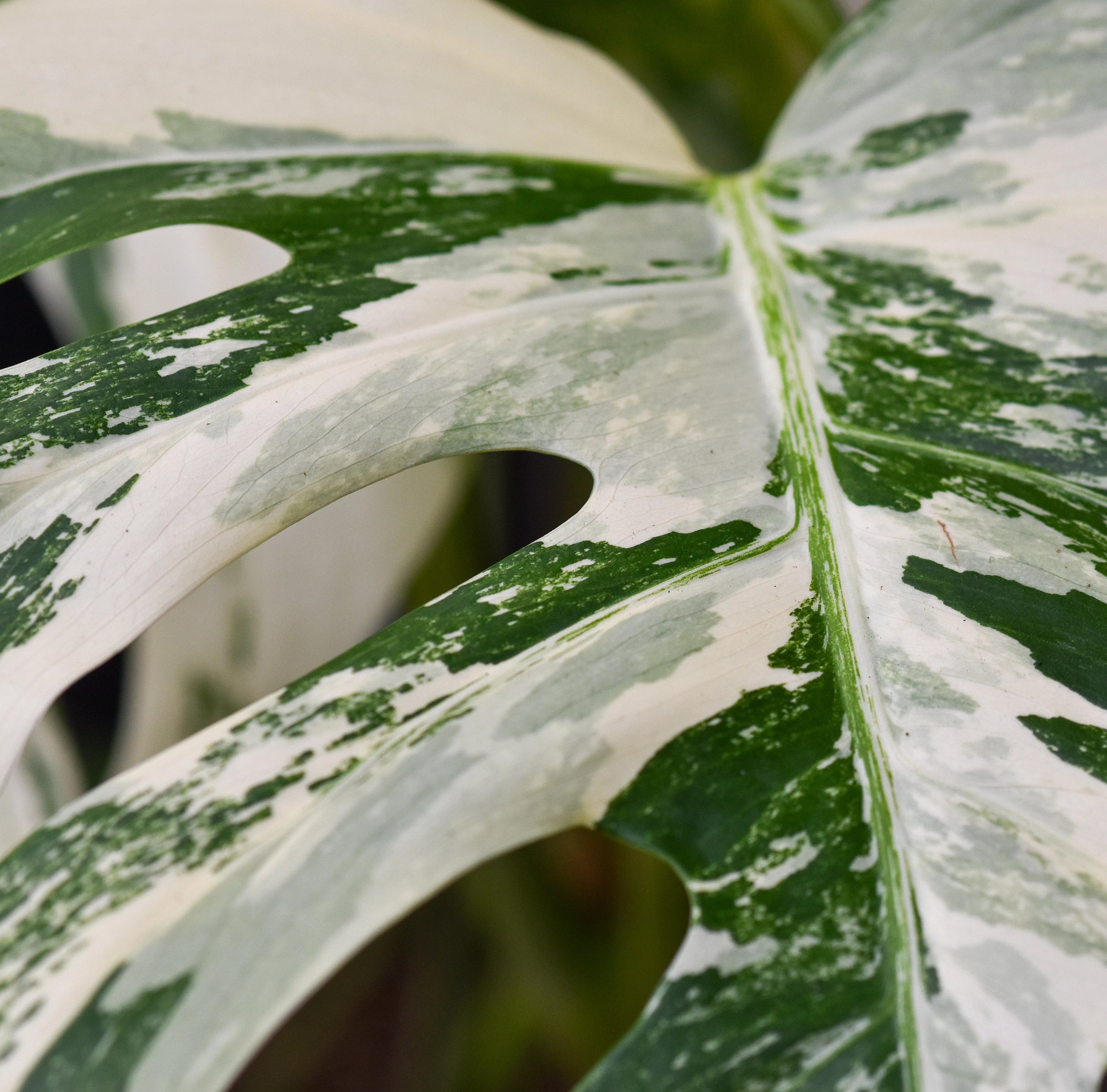 Supports Vigorous Tropical Growth