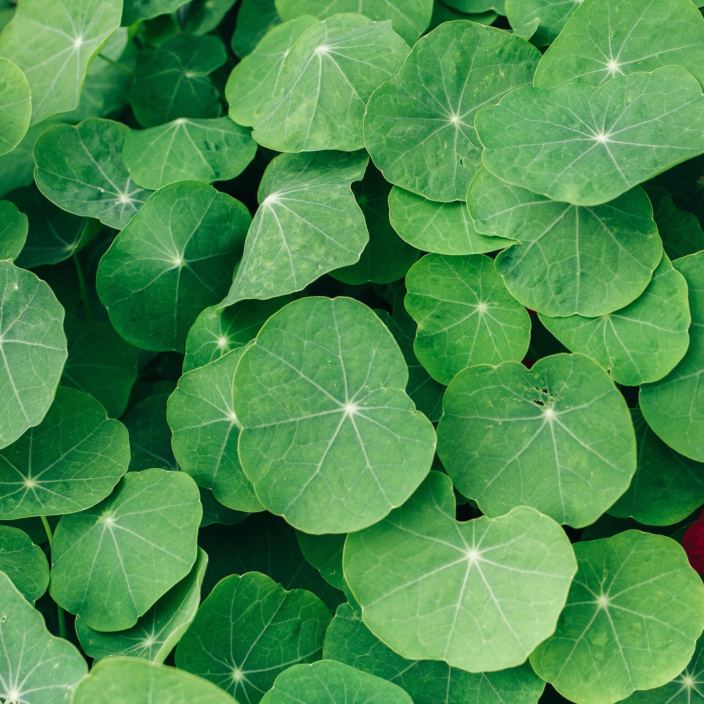 Strengthens Stems and Foliage