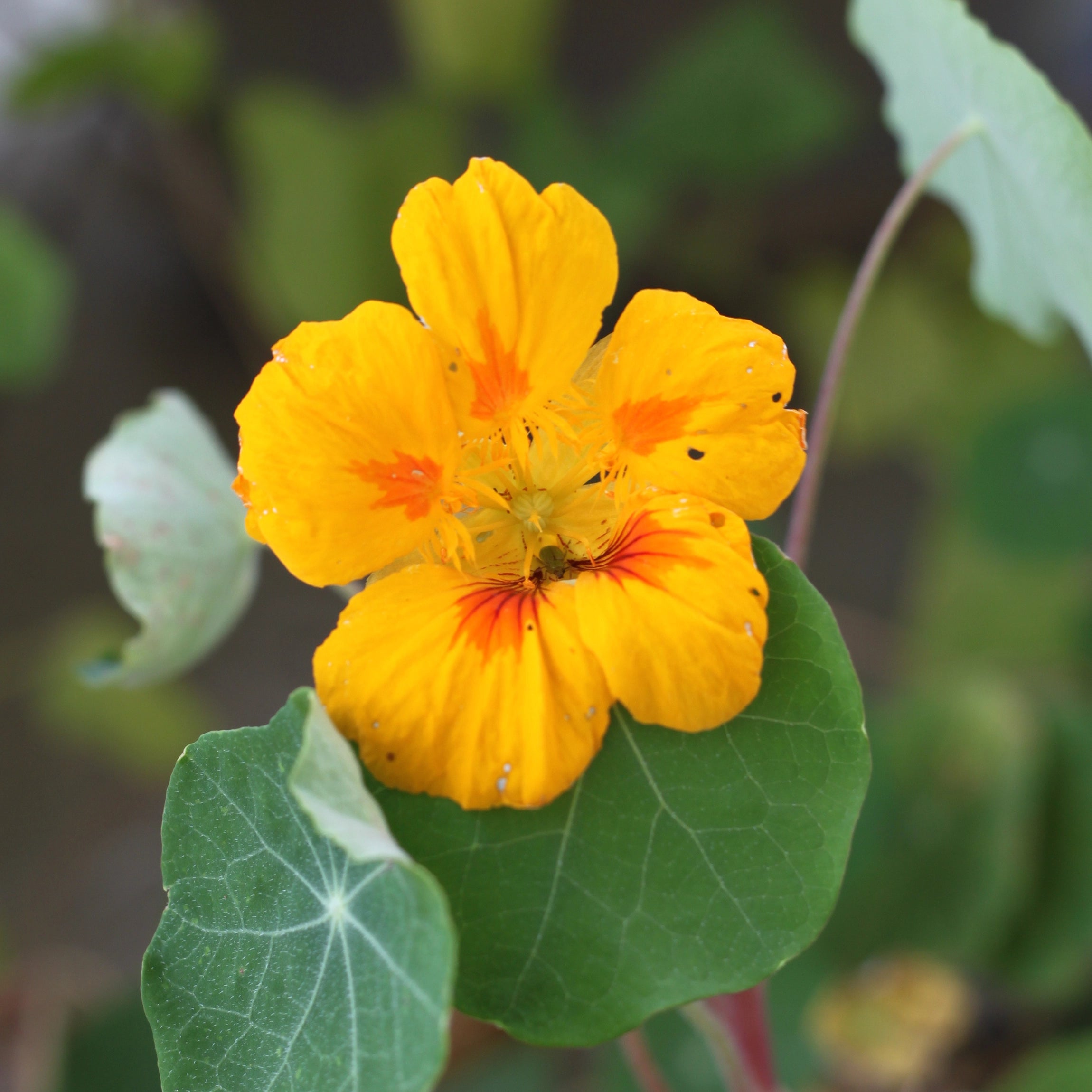 Enhances Bloom Colour and Petal Quality