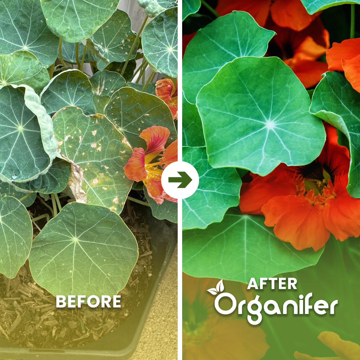 organifer-nasturtium-liquid-fertiliser-before-after