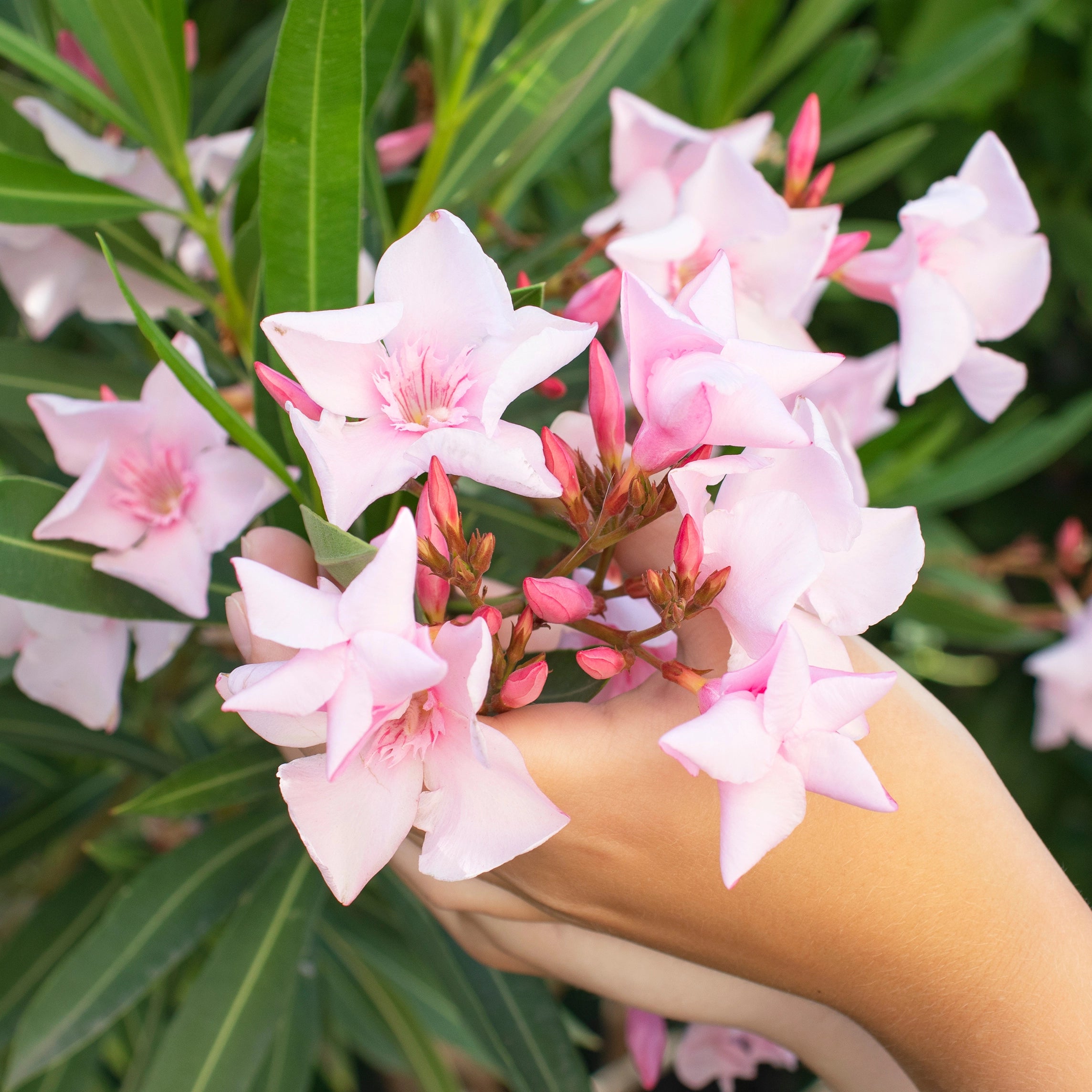 Improves Branch Strength and Leaf Quality