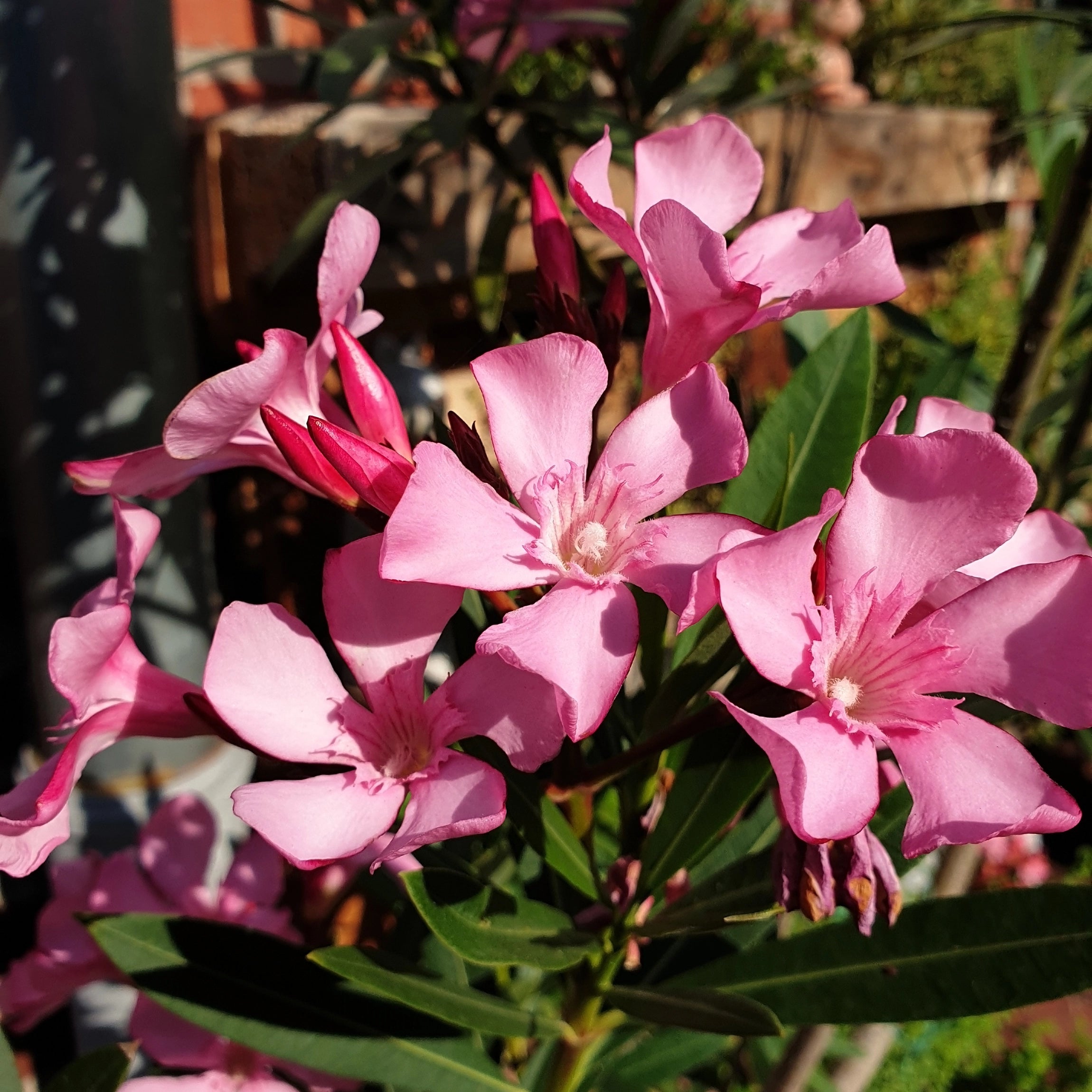 Enhances Abundant Flowering and Bloom Longevity