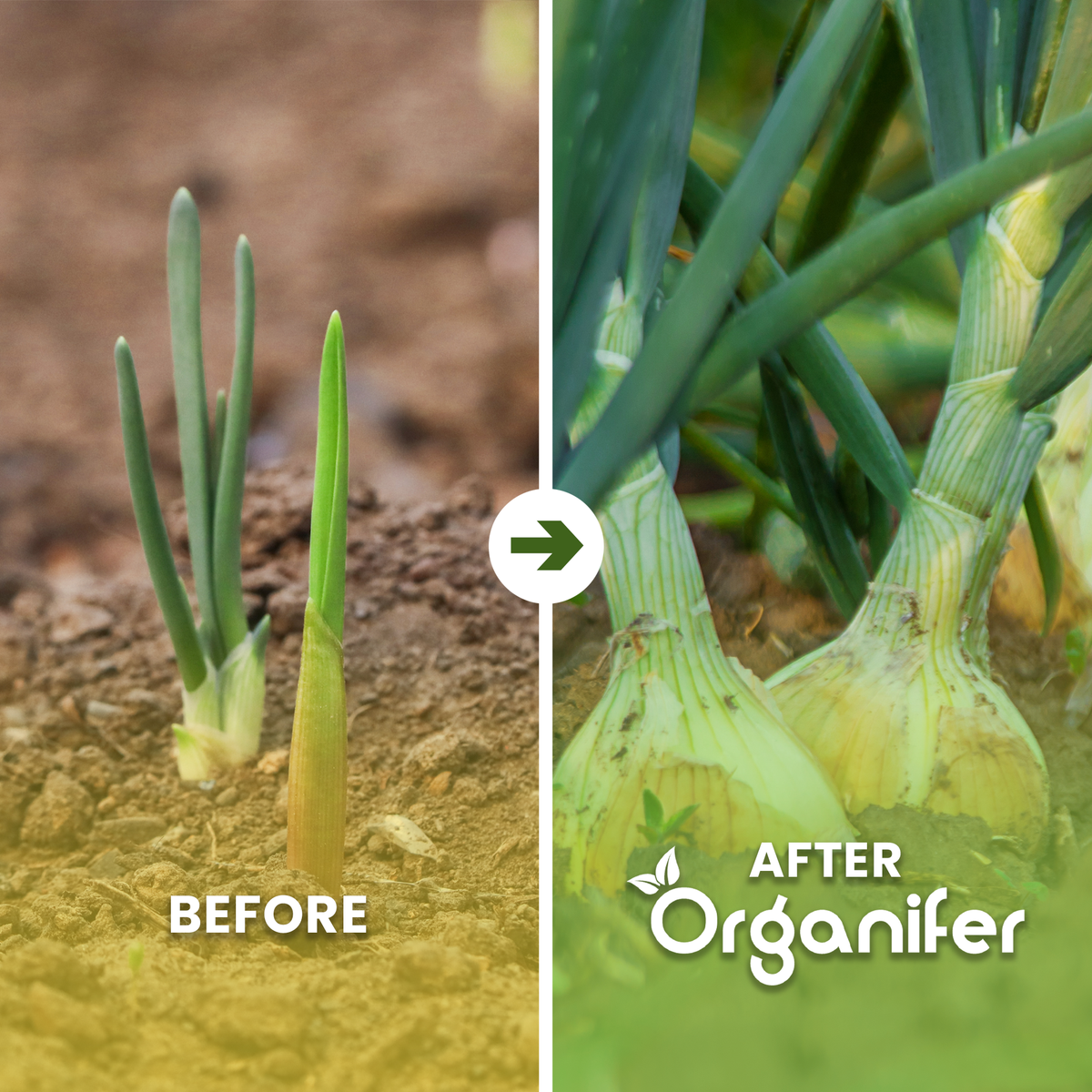organifer-onion-before-after