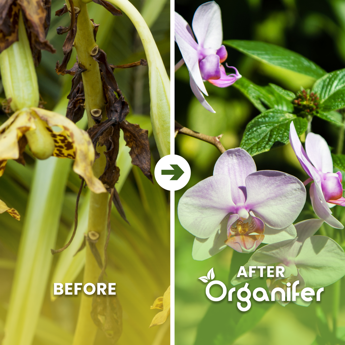 organifer-orchid-liquid-fertiliser-before-after